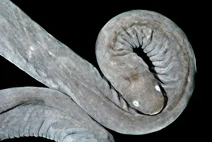 Gymnophiona: Aquatic Caecilian