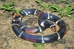 Elapidae: Aquatic Coral Snake (Micrurus surinamensis)