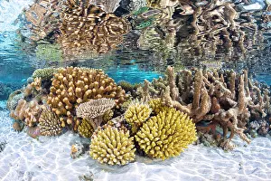 Islets: An aquatic garden, like a flower garden of a thousand