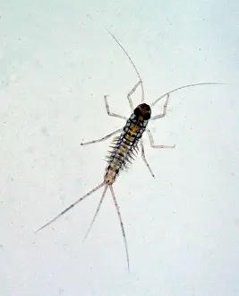 Nymph: Aquatic Larval stage (nymph) of a mayfly. Adults