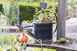 Watering: Aquatic mint in a watering can, summer, Pas de Calais