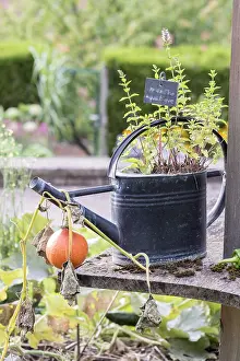 Watering: Aquatic mint in a watering can, summer, Pas de Calais