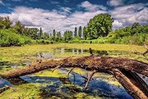 Blurred: aquatic plant