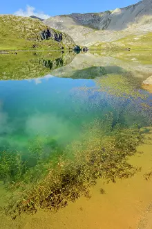 Ubaye: Aquatic plants in Lake Roburent, High Ubaye, Alps