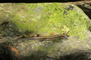 Quang: Aquatic skink, Vietnam
