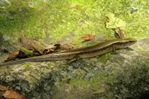 Quang: Aquatic skink, Vietnam