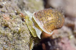 Gastropods: Aquatic Snail - underwater - Arnoia river