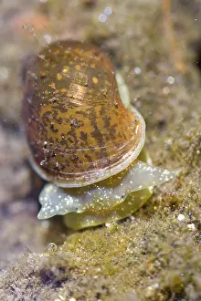 Gastropods: Aquatic Snail - underwater - Arnoia river