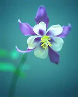 Columbine: Aquilegia