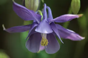 Columbine: Aquilegia