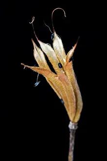 Columbine: Aquilegia