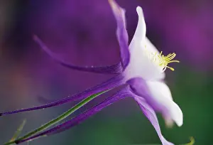Columbine: Aquilegia