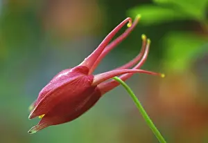 Columbine: Aquilegia