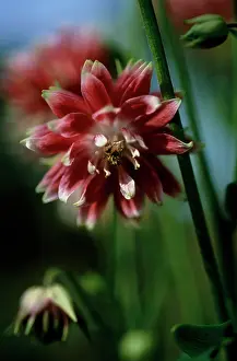 Columbine: Aquilegia