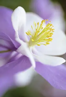 Columbine: Aquilegia