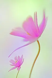 Columbine: Aquilegia