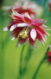 Columbine: Aquilegia