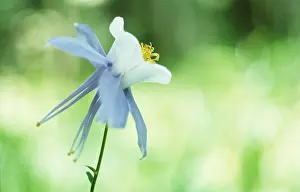 Columbine: Aquilegia