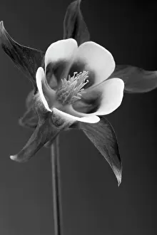 Columbine: Aquilegia