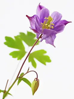 Columbine: Aquilegia