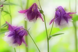 Columbine: Aquilegia