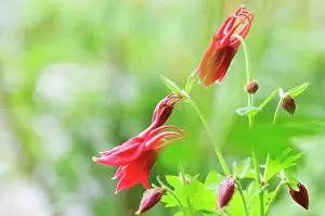 Formosa: Aquilegia