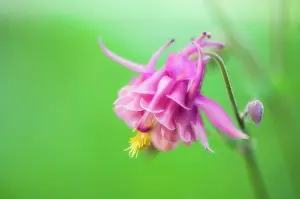 Formosa: Aquilegia