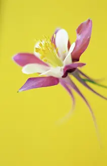 Columbine: Aquilegia
