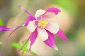 Columbine: Aquilegia