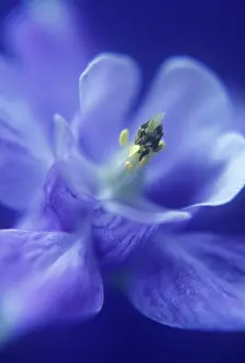 Columbine: Aquilegia