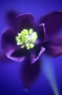Columbine: Aquilegia