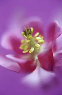 Columbine: Aquilegia