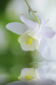 Columbine: Aquilegia