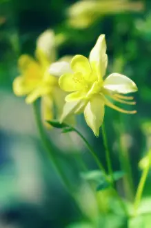 Formosa: Aquilegia