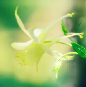 Weak: Aquilegia