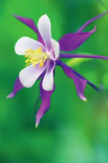 Formosa: Aquilegia