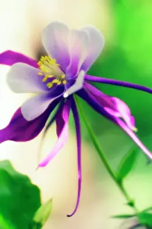 Weak: Aquilegia