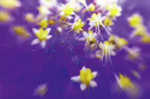 Formosa: Aquilegia