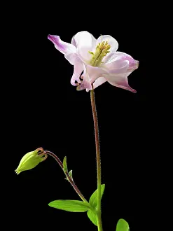 Columbine: Aquilegia