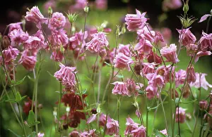 Columbine: Aquilegia