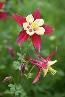 Columbine: Aquilegia, Columbine