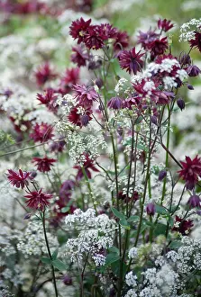 Columbine: Aquilegia, Columbine