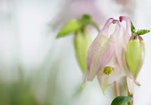 Columbine: Aquilegia, Columbine, Aquilegia cultivar, Pink subject