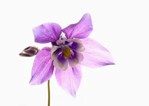 Columbine: Aquilegia, Columbine, Aquilegia cultivar, Purple