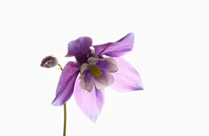 Columbine: Aquilegia, Columbine, Aquilegia cultivar, Purple