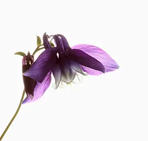 Columbine: Aquilegia, Columbine, Aquilegia cultivar, Purple