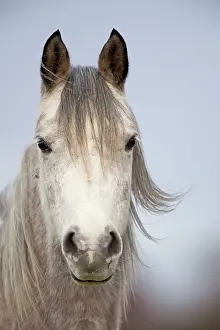 Manes: Arab Horse