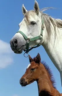 Pricked: Arab Horse and Colt