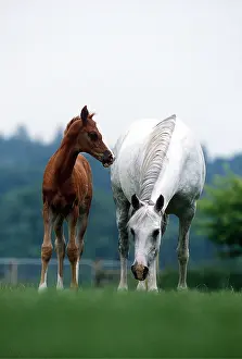 Foal: ARAB HORSE - Mare & Foal