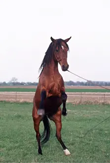 Training: Arab HORSE - stallion rearing